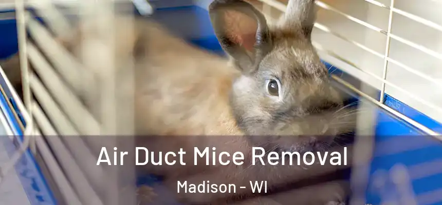 Air Duct Mice Removal Madison - WI